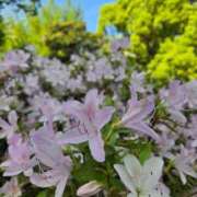 ヒメ日記 2026/04/14 08:23 投稿 藤沢★ Club夢