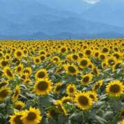 ヒメ日記 2025/07/29 18:31 投稿 未来★ Club夢