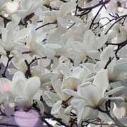 ヒメ日記 2025/03/20 16:35 投稿 天野 Club夢