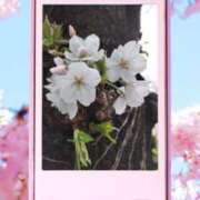 ヒメ日記 2025/04/01 15:37 投稿 天野 Club夢