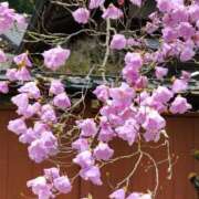 ヒメ日記 2025/05/02 12:58 投稿 天野 Club夢