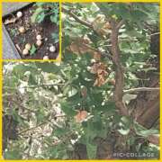 ヒメ日記 2025/10/06 14:37 投稿 天野 Club夢