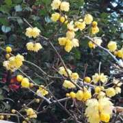 ヒメ日記 2026/01/29 14:09 投稿 天野 Club夢