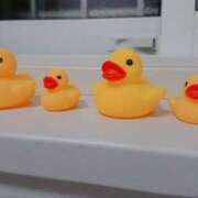 ヒメ日記 2025/03/13 20:34 投稿 りんご アネックスジャパン