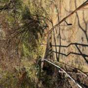 ヒメ日記 2025/03/13 21:59 投稿 りんご アネックスジャパン