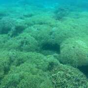 りんご たまには休み！！ アネックスジャパン