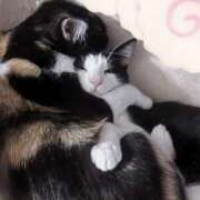 ヒメ日記 2025/08/17 22:44 投稿 まこ ミルキーラテ