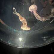 ヒメ日記 2026/03/03 22:26 投稿 らんか スピードエコ梅田店