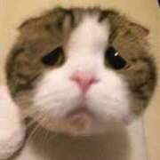 ヒメ日記 2025/01/20 14:03 投稿 こべに BLUE BIRD (ブルーバード) 上越