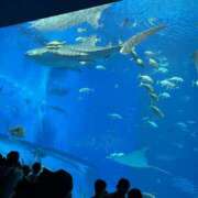 ヒメ日記 2025/03/15 16:13 投稿 愛弓/あゆみ 五反田アネージュ（ユメオト）