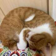 ヒメ日記 2025/04/17 09:21 投稿 みう 人妻倶楽部 内緒の関係 大宮店