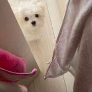 ヒメ日記 2024/12/11 10:46 投稿 生田るな ABC 岩手ソープ