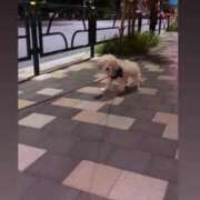 ヒメ日記 2024/12/28 13:01 投稿 生田るな ABC 岩手ソープ