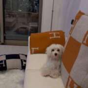 ヒメ日記 2025/04/22 10:46 投稿 生田るな ABC 岩手ソープ