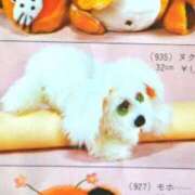 ヒメ日記 2025/09/24 11:16 投稿 比留駒りりこ ABC 岩手ソープ