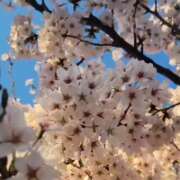 ヒメ日記 2025/04/26 09:16 投稿 土屋るい ABC 岩手ソープ