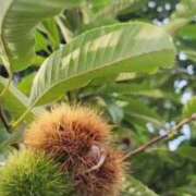 ヒメ日記 2025/10/04 12:46 投稿 土屋るい ABC 岩手ソープ