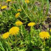 ヒメ日記 2026/04/18 12:01 投稿 土屋るい ABC 岩手ソープ