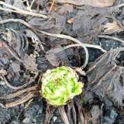 ヒメ日記 2025/03/29 14:01 投稿 海堂うた ABC 岩手ソープ