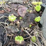 ヒメ日記 2025/04/13 06:01 投稿 海堂うた ABC 岩手ソープ