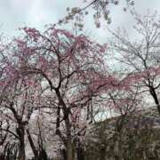 ヒメ日記 2026/04/26 19:46 投稿 海堂うた ABC 岩手ソープ