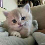 ヒメ日記 2025/03/01 18:16 投稿 本田ゆず ABC 岩手ソープ