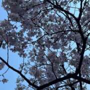 ヒメ日記 2025/03/23 21:31 投稿 本田ゆず ABC 岩手ソープ