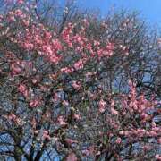 ヒメ日記 2026/04/06 11:16 投稿 本田ゆず ABC 岩手ソープ