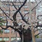 ヒメ日記 2025/04/28 07:46 投稿 三浦きょうこ ABC 岩手ソープ