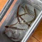 ヒメ日記 2025/01/27 19:31 投稿 白雪ひめか ABC 岩手ソープ