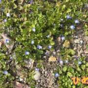 ヒメ日記 2025/03/31 17:31 投稿 白雪ひめか ABC 岩手ソープ