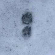 ヒメ日記 2025/01/14 11:46 投稿 松本ひな ABC 岩手ソープ