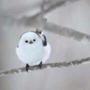 ヒメ日記 2024/12/16 08:31 投稿 守沢ゆき ABC 岩手ソープ