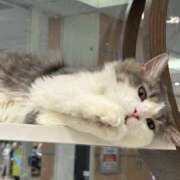 ヒメ日記 2025/04/01 06:31 投稿 守沢ゆき ABC 岩手ソープ