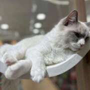 ヒメ日記 2025/12/26 15:31 投稿 守沢ゆき ABC 岩手ソープ