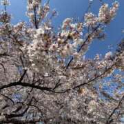 ヒメ日記 2026/04/16 15:31 投稿 守沢ゆき ABC 岩手ソープ