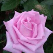 吉村しずく 備えなきゃ ABC 岩手ソープ