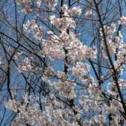 ヒメ日記 2026/04/13 19:01 投稿 吉村しずく ABC 岩手ソープ