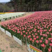 ヒメ日記 2026/04/27 19:16 投稿 吉村しずく ABC 岩手ソープ