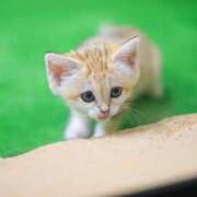 ヒメ日記 2025/09/16 13:01 投稿 中井かおる ABC 岩手ソープ