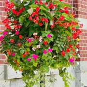 ヒメ日記 2026/03/28 17:01 投稿 中井かおる ABC 岩手ソープ