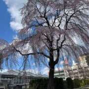 ヒメ日記 2026/04/12 15:31 投稿 真田ゆりあ ABC 岩手ソープ