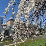 ヒメ日記 2026/04/17 12:16 投稿 真田ゆりあ ABC 岩手ソープ