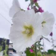 ヒメ日記 2025/06/26 10:01 投稿 桑野わかば ABC 岩手ソープ