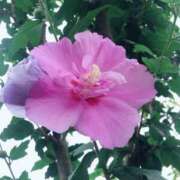 ヒメ日記 2025/07/15 08:16 投稿 桑野わかば ABC 岩手ソープ