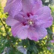 ヒメ日記 2025/09/18 08:31 投稿 桑野わかば ABC 岩手ソープ