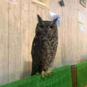 ヒメ日記 2025/09/21 00:16 投稿 桑野わかば ABC 岩手ソープ