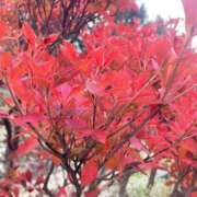 ヒメ日記 2025/11/07 06:31 投稿 桑野わかば ABC 岩手ソープ