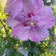 桑野わかば ??? ABC 岩手ソープ