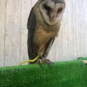 桑野わかば ??? ABC 岩手ソープ